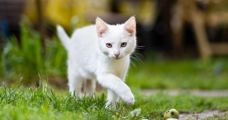 500 Nama Kucing Jantan Putih Inisial A-Z, Bisa Jadi Alternatif